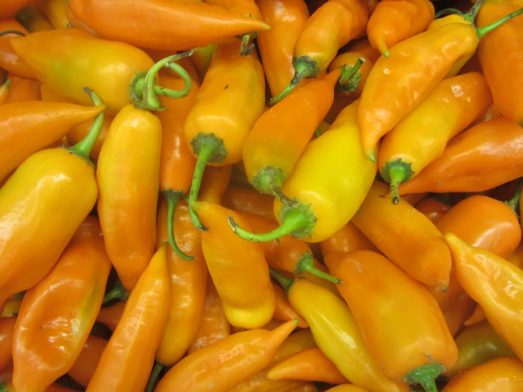 Ingredientes nativos del Perú: ajíes, papas, choclo y limones